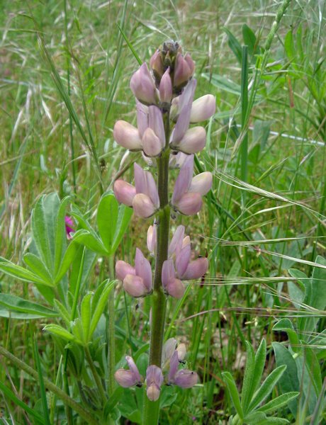 Lupinus hispanicus en fleurs dans une pelouse sèche de la péninsule Ibérique